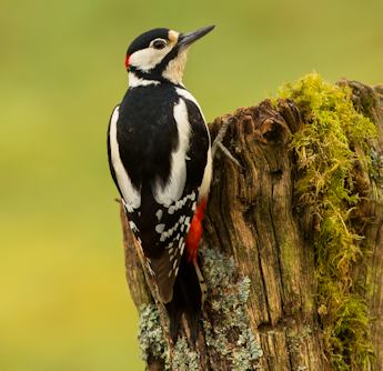 Great spotted woodpecker